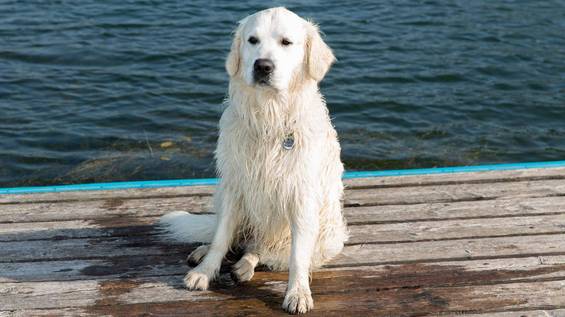 Hund am Teichalmsee